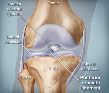 375x321_posterior_cruciate_ligament